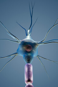 Neurônio. Muitos dos neurônios entéricos transmitem informações sensoriais do intestino para o SN