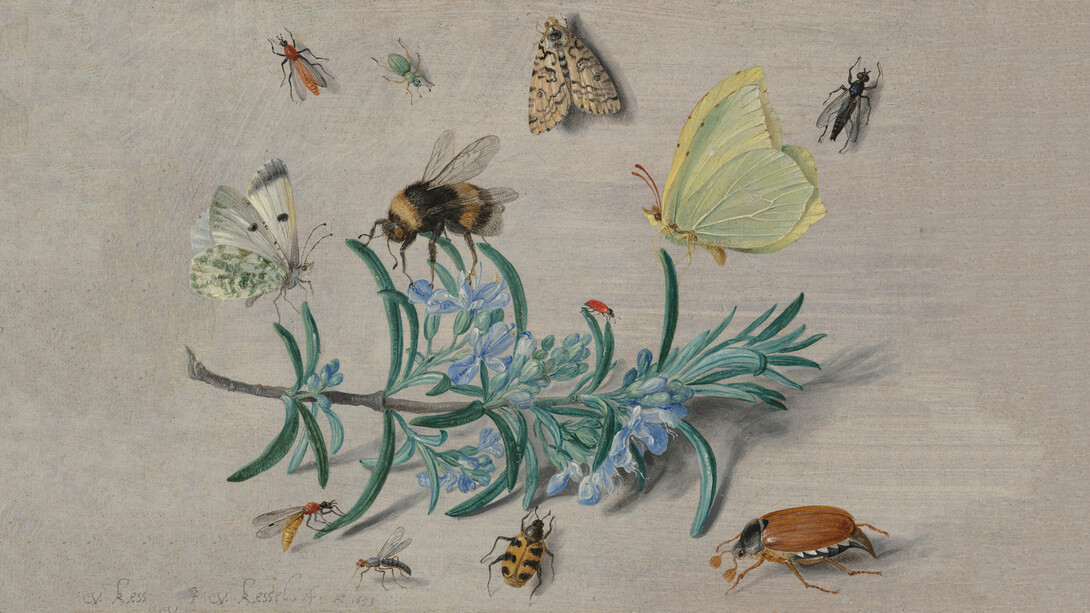 Jan van Kessel the Elder, Insects and a sprig of Rosemary, 1653. Courtesy of National Gallery of Art