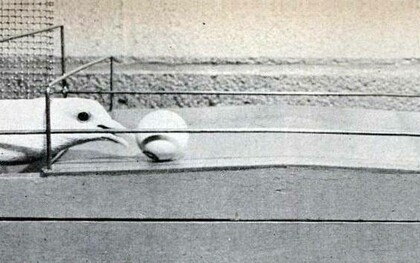 Immagine del 1950 relativa alla ricerca del Dr. B.F Skinner sulla teoria secondo cui la ricompensa è più efficace nel motivare le persone - o, in questo caso, i piccioni - a svolgere determinati compiti