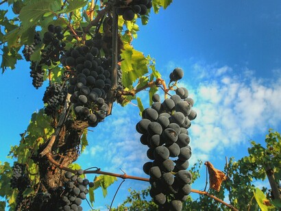Il Sangiovese è un vitigno a bacca nera presente principalmente nelle regioni Toscana, Emilia-Romagna, Marche, Molise, Umbria