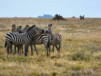Wildlife gathers on open grasslands in Africa as habitat fragmentation increases due to large scale climate and conservation projects