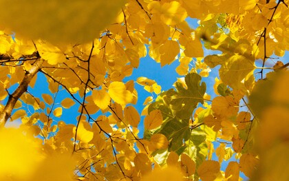 Accogliere la complessità significa rinunciare alle certezze e accettare la fatica di vivere senza risposte semplici