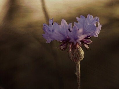 La insatisfacción con lo conocido suele ser el primer impulso hacia una búsqueda más auténtica de sentido