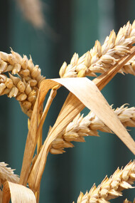 La matière organique se renouvelle 