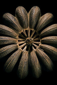 Photo d'une semence tirée de l'ouvrage 'Graines' de Paul Starosta