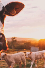 The greed to minimize farming production expenses has dehumanised animal farming