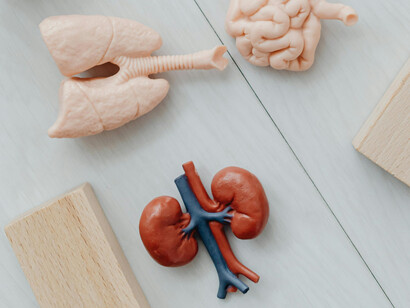 The kidneys filter waste from blood and regulate water, salts, and blood pressure