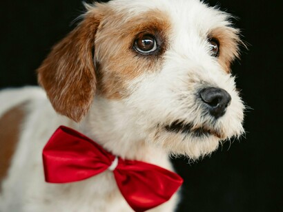 O fato de ele aceitar comissões reforça que a série “realeza canina” está, ao menos potencialmente, em curso ou que novas peças sob encomenda ainda fazem parte de sua produção