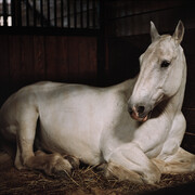 Charlotte Dumas, Untitled, from the series Anima, 2012 © Charlotte Dumas, Courtesy of the artist