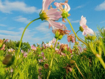 Fattori genetici, ormonali, psicologici e ambientali sembrano contribuire in modo sinergico allo sviluppo e al mantenimento del disturbo