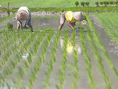 Against Southeast Asia's lush backdrop, an Asian farmer nurtures rice growth, exemplifying the region's agricultural vitality