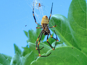 Esemplare di Nephila tetragnathoides