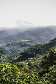 Tarrazú, Costa Rica, a region known for its volcanic soils and high altitudes