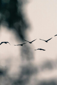 Las aves están vivas. Demasiado vivas para habitar carne tan débil. No coinciden. No pactan. Sólo comparten el encierro