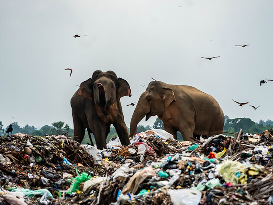 A herd of around 40 wild elephants in Ampara, in eastern Sri Lanka, has become completely dependent on garbage dumps, behaving almost like domestic animals as they wait for tractors to unload waste. “It is truly heartbreaking to see the animals eating plastic and toxic chemical waste. This causes serious health issues, and many fall sick. Some have even died.” So far, six elephants in Ampara have died from ingesting toxic waste