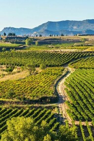 Rioja is one of the leading brands on the market with more than 15.000 vineyards and the largest stock of barrels in the world