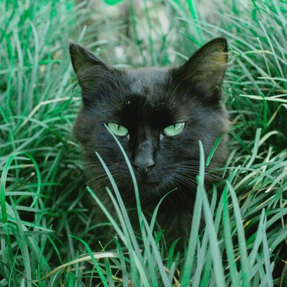 Attraversare la strada davanti a un gatto nero è diventato, nell’immaginario collettivo, un segno funesto, retaggio di paure arcaiche che ancora resistono al tempo e alla ragione