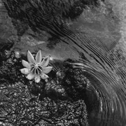 Walter Chappell, Senza Titolo, 1976 Stampa ai sali d’argento © The Estate of Walter Chappell