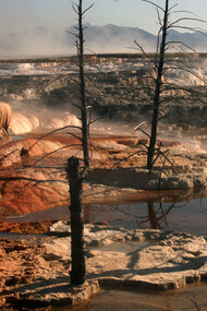 Dead trees at Mammoth Hot Springs, Yellowstone National Park