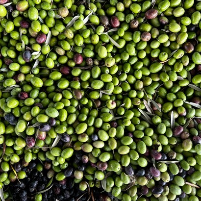 L’olio extravergine di oliva italiano è apprezzato nel mondo per la sua qualità, la sua purezza e il suo gusto equilibrato