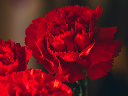 Flowers are a symbol of sensibility. People have long used them as symbols for emotional awareness, delicacy, and responsiveness to feeling