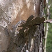 Barbara Boiocchi, Untitled, 2012, c-print, 60x40 cm, Courtsey the artist and LaVeronica arte contemporanea