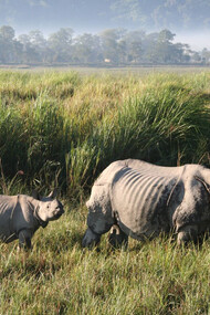 Kaziranga National Park
