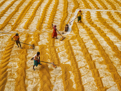 Habra, West Bengal, India, female workers spreading harvested grains to dry, illustrating women’s role in rural South Asian agriculture
