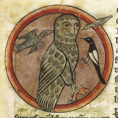 Un gufo, che si avventura alla luce del giorno contrariamente alle sue abitudini, viene assalito da uccelli più piccoli. Bestiario, Harley 4751, f.47. British Library, Londra, UK
