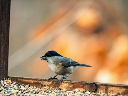 Sofreu com aquilo que não compreende. Tentou novamente, seguidas vezes, se machucou, bateu no ar sólido que não conhecia, mas continuou tentando. Até que, exaurida, interrompeu as investidas para se recompor. Foi neste momento de sofrimento que a vi