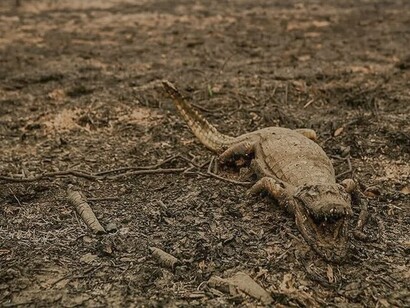 Jacaré morto em queimada. Em vez de tomar medidas decisivas, os países poluentes, estão aumentando a produção de combustíveis fósseis, empurrando o planeta ainda mais para a crise