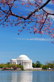 Thomas Jefferson National Memorial in Washington DC adorned with cherry blossoms, creating a stunning and iconic scene