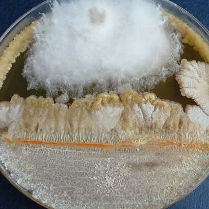 Viene impiegato come ingrediente in alimenti destinati a diete vegetariane e vegane. Coltura del microfungo Fusarium