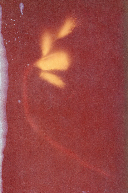 Ester Vonplon, Untitled, from Wingbeat, 2020–2024 © Ester Vonplon