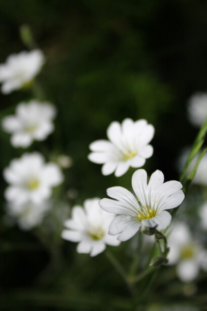 El proceso de conocerse a sí mismo abre espacio para que la vida se llene de colores, calma y propósito, como un jardín que florece tras el invierno