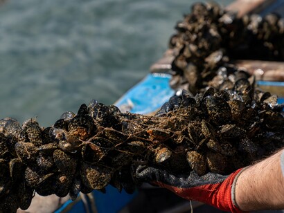 Le cozze sono una fonte importante di proteine, ferro e vitamina B12, e vengono spesso impiegate in primi piatti, zuppe e fritture