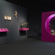 Waldreich. The forest and us! Exhibition view. Courtesy of Schlossmuseum Linz