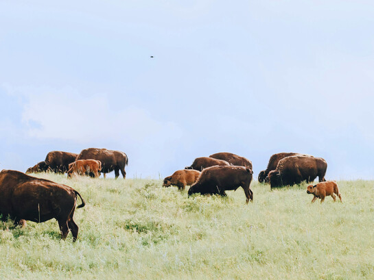 A herd of buffaloes grazing in the wild in Montana, USA