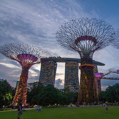 Los Superárboles albergan enclaves de helechos únicos y exóticos, enredaderas, orquídeas y también una vasta colección de bromelias como la Tillandsia, entre otras plantas.Jardines junto a la bahía. Singapur