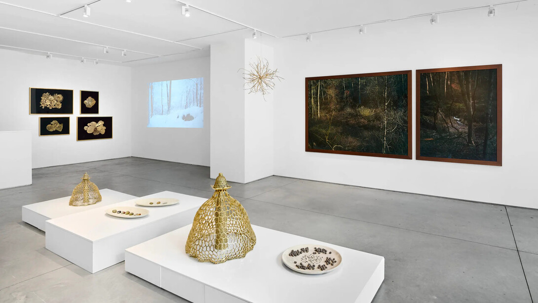 Edo Costantini, Delfina Braun y Delfina Muniz Barreto, Solsticio de invierno: semillas de la nada, vista de exhibición. Cortesía de Praxis