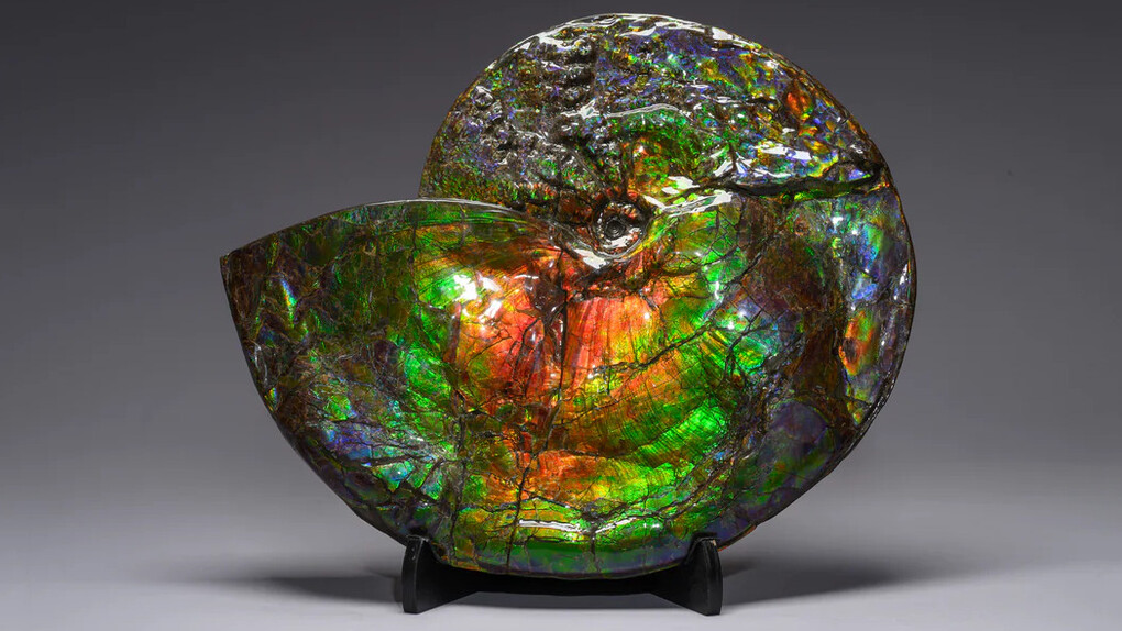 The northern aurora shell. Courtesy of Phillips