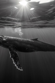 A majestic whale swimming freely in the wild, captured in striking black and white