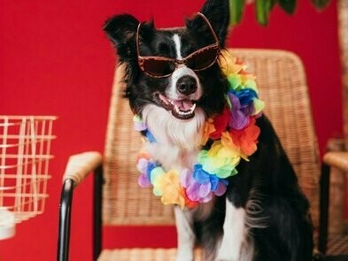 Foi então que, em outubro de 2019, teve uma epifania: despedir-se do emprego e voltar para o Algarve para trabalhar com animais. Uma decisão radical que assustou alguns familiares e amigos, mas que foi acolhida por outros com admiração