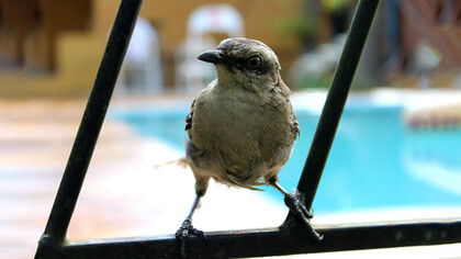 Un encuentro inesperado con la fragilidad de la vida abre un camino de cuidado, vínculo y aprendizaje profundo