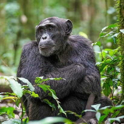 Maschio alfa di scimpanzé (Pan troglodytes), Parco nazionale di Kibale, Uganda