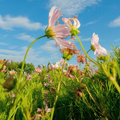 Fattori genetici, ormonali, psicologici e ambientali sembrano contribuire in modo sinergico allo sviluppo e al mantenimento del disturbo
