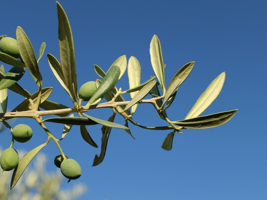 An olive branch extended: a symbol of the global peace paradigm this vision calls us to imagine
