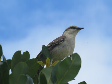La calandria, al comienzo indefensa y silenciosa, sostiene su existencia apenas con un impulso vital
