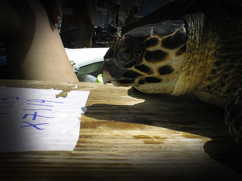 Rutas de las tortugas marinas Meer