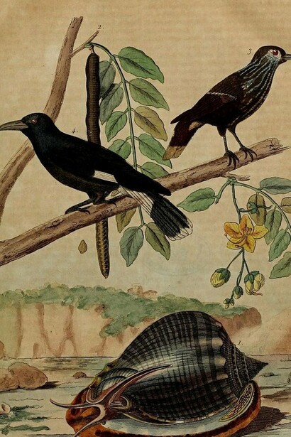 Ilustración del "Diccionario pintoresco de historia natural y fenómenos naturales", 1835